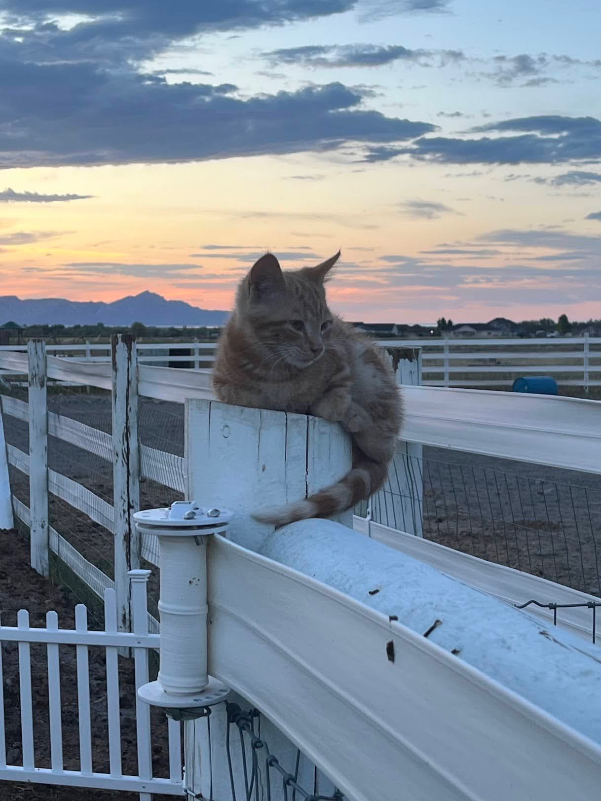 Orange farm cat sitting on fence at sunset