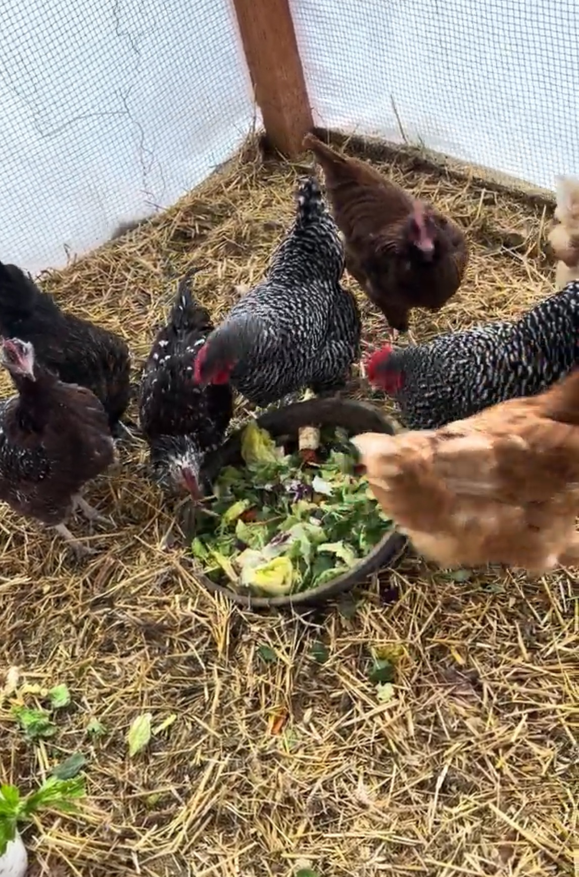 Mixed flock of chickens eating from bowl