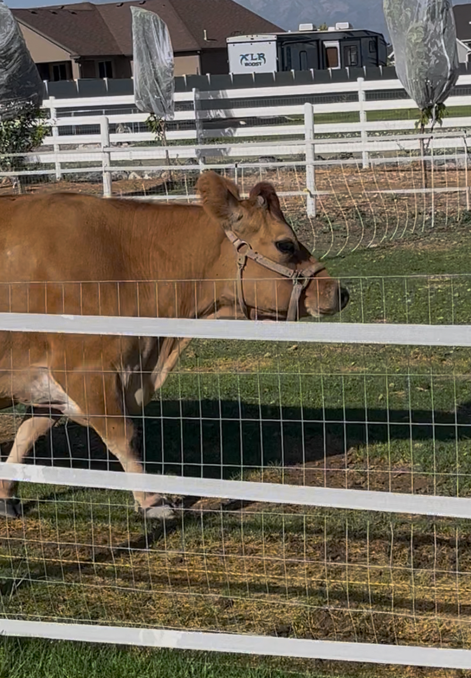 Brown cow with halter behind fence