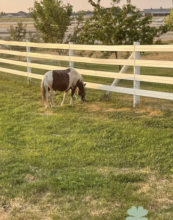 Horse grazing in the farm pasture